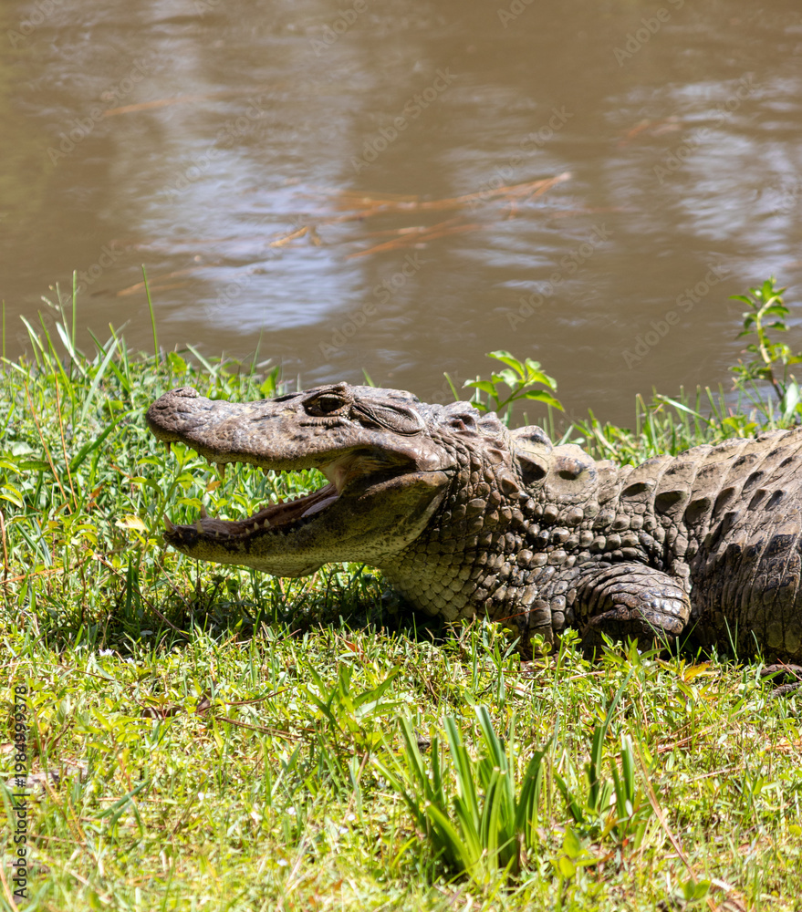 Obraz premium Yellow-throated caiman (Caiman latirostris) with open mouth – wildlife thermoregulation behavior, Brazil 