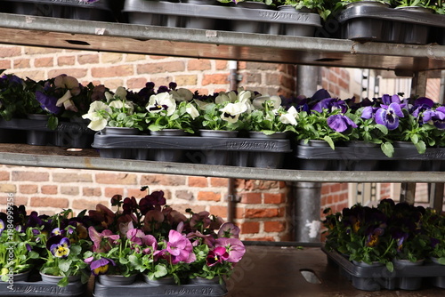 Colorful flowers displayed at a local Haarlem street market stall.