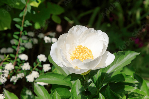 White peony in the garden