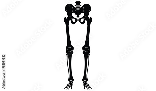 A stark depiction of a human pelvic bone and legs is presented against a plain white background as a silhouette high quality professional detailed