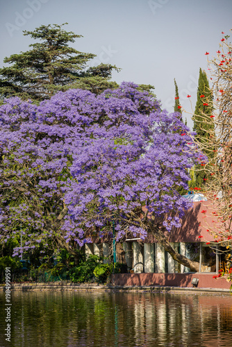 Mexico City, Mexico - March 29, 2024. Jacaranda tree growing through the Restaurant Del Bosque