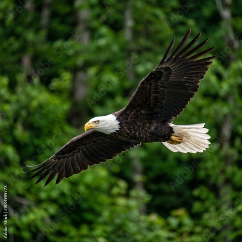 american bald eagle
