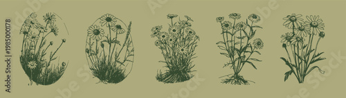 Wild chamomile flowers meadow botanical vintage floral set. Depicts daisy like blooms, grass and stems in natural scenes. Illustrations for cosmetics and packaging in sketch style.