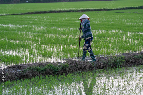 Traditional Farming in Flooded Rice Paddy