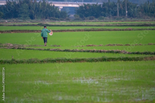 Farmer Walking Through Vast Rice Fields