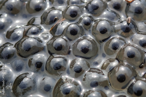 Foto Close-up macro of frogspawn showing developing embryos in transparent gelatinous
