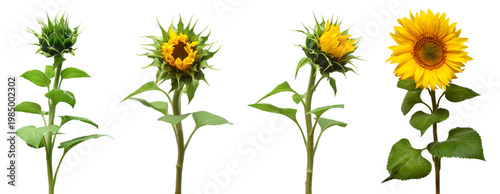 Collection sunflower flower evolution stages isolated on white background. Seeds and oil. Flat lay, top view