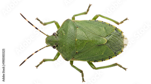 Картината върху платно Green shield bug with segmented antennae, isolated on transparent background
