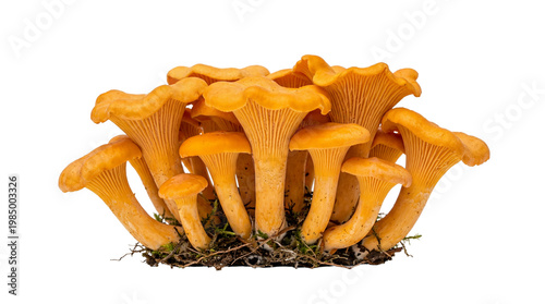 Photography Cluster of golden chanterelle mushrooms with delicate gills, isolated on transpa