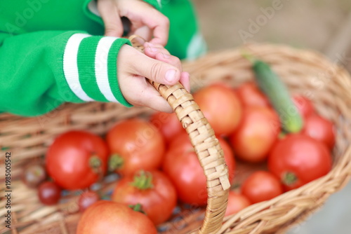 Farm tomatoes in a wicker basket. The child holds a wicker basket with tomatoes and cucumber in his hands