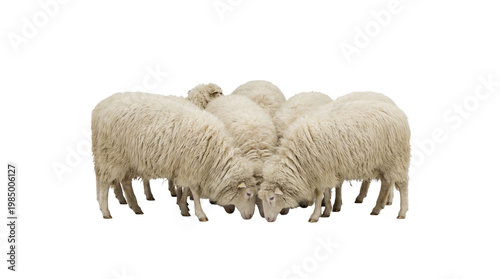 Картината върху платно Fluffy white sheep huddled together, isolated on transparent background