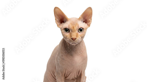 Peach colored Sphynx cat with large ears, isolated on transparent background
