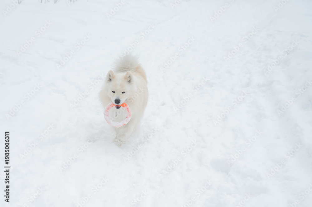 Fototapeta premium A Samoyed dog plays with a puller on a winter walk.