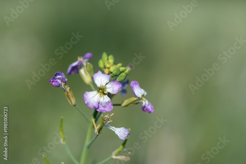 Close up of wild radish (raphanus raphanistrum) flowers in bloom