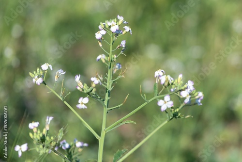 Close up of wild radish (raphanus raphanistrum) flowers in bloom