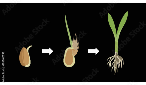 Barley germination growth stage vector