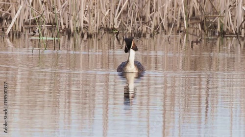 Great crested grebe preening on water in spring breeding season