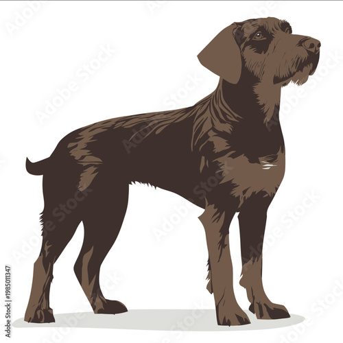 simple vector German Wirehaired Pointer clipart illustration white background vector art style simple design flat illustration no shadows