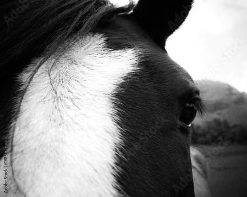 Принти на полотні Black and white close up of horse face with whisping hair and perky ear