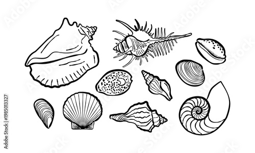 Hand drawn seashell collection black line art isolated on white background
