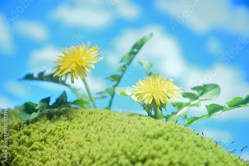 コケにタンポポの花