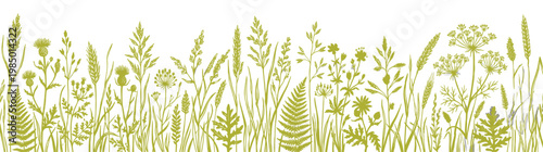 Olive Green Vector Silhouette Botanical Border Isolated on White : Wild Meadow Grass and Ferns