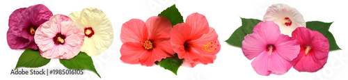 Collection of colored hibiscus flowers with leaves isolated on white background. Flat lay, top view