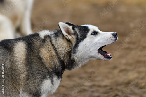 Sled Dog Lays Ears Back While Barking