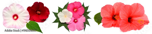Collection of colored hibiscus flowers with leaves isolated on white background. Flat lay, top view