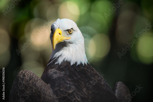 American Bald Eagle (Haliaeetus leucocephalus) Looks Over Shoulder and Blink Nictating Membrane