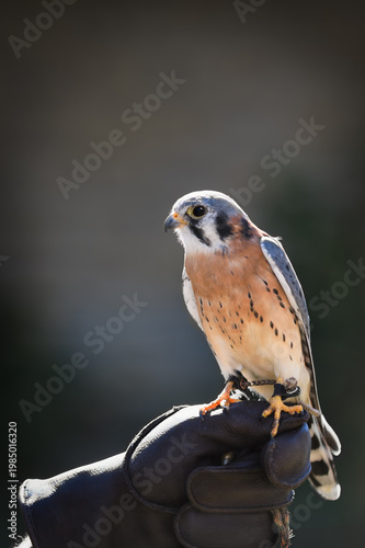 American Kestrel ( Falco sparverius) Stands on Fist Looking to Left Backlit