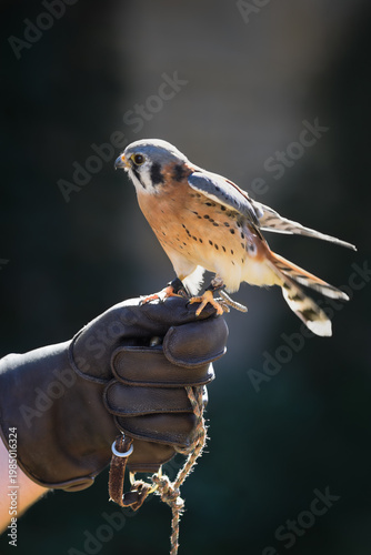 American Kestrel ( Falco sparverius) Settles Feathers Back Standing on Handlers Fist