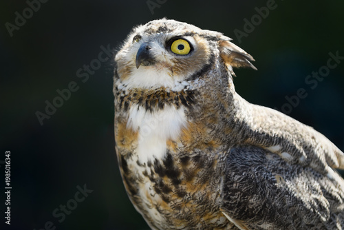 Great Horned Owl (Bubo virginianus) Looks Up to the Sky