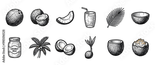 Detailed black and white coconut illustrations featuring whole, halved, and sliced fruits, a palm leaf, a jar of milk, and a sprout, rendered in a vintage engraving style on a white background