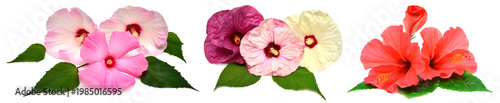 Collection of colored hibiscus flowers with leaves isolated on white background. Flat lay, top view