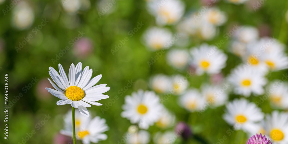 Fototapeta premium Single white daisy with yellow center against green meadow background natural sunlight summer wildflower soft focus
