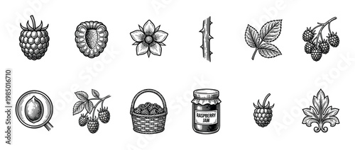 Vintage black and white raspberry illustrations set featuring fruit, flower, leaf, stem, and jam jar elements, isolated on a clean white background