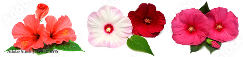 Collection of colored hibiscus flowers with leaves isolated on white background. Flat lay, top view