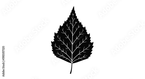 Vector illustration of black silhouette of a birch leaf on a transparent background