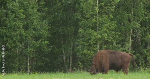 European Bison (Bison bonasus) Dust Bathing to Repel Insects — Summer in Chernobyl Exclusion Zone