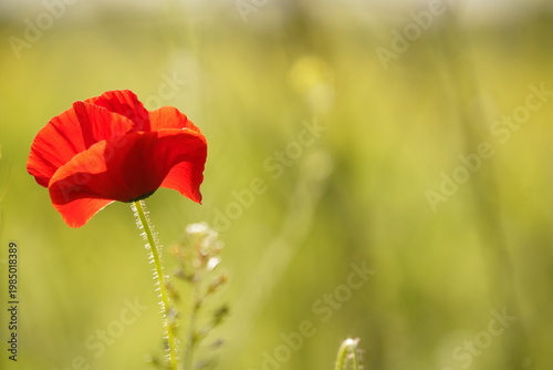 Una amapola roja en un campo verde, fondo desenfocado