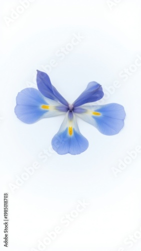 Purple and yellow flower in close-up shot with soft focus, highlighting the petals' texture and the color contrast.