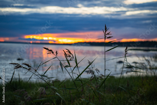 Cinematic silhouettes of wild reeds at sunset over a lake. Abstract natural background with copy space.