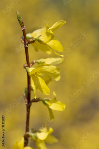 Close-up of the stem of a flowering forsythia, which blooms in bright yellow.