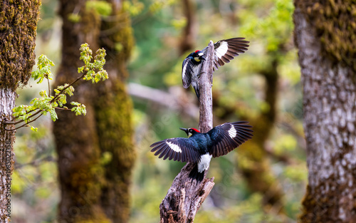 Acorn Woodpeckers (Melanerpes formicivorus) courtship display in an Oregon White Oak (Quercus garryana) forest.