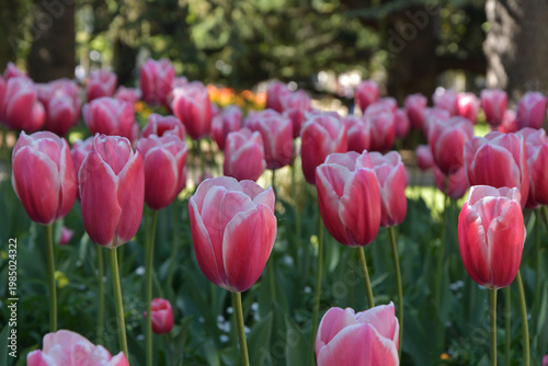 Tulips Blooming in Luxembourg Gardens, Paris, France, April 8, 2026