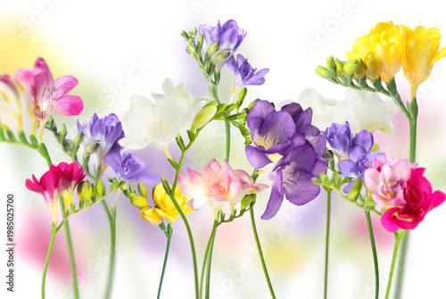 Beautiful vibrant freesia flowers on white background, selective focus