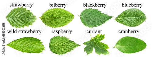 Fresh green leaves of berry plants on white background. Collage with names