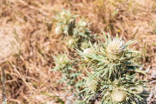 A close-up of vegetation on the rim of Aksu Canyon in southern Kazakhstan.