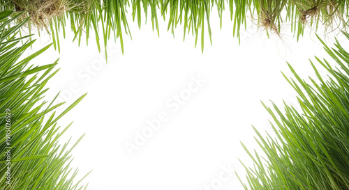 Clean organic visual featuring fresh spring grass blades growing vibrantly upwards floating over an empty white space useful for spring and summer design projects.